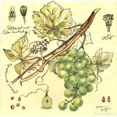 Песня ветки винограда